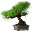 Pinus thunbergii, 30 cm, ± 25 ans