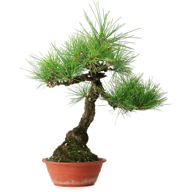 Pinus thunbergii, 46 cm, ± 15 ans