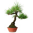 Pinus thunbergii, 46 cm, ± 15 jaar oud