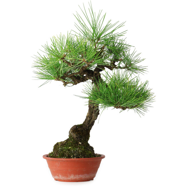Pinus thunbergii, 46 cm, ± 15 ans