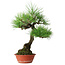 Pinus thunbergii, 46 cm, ± 15 jaar oud