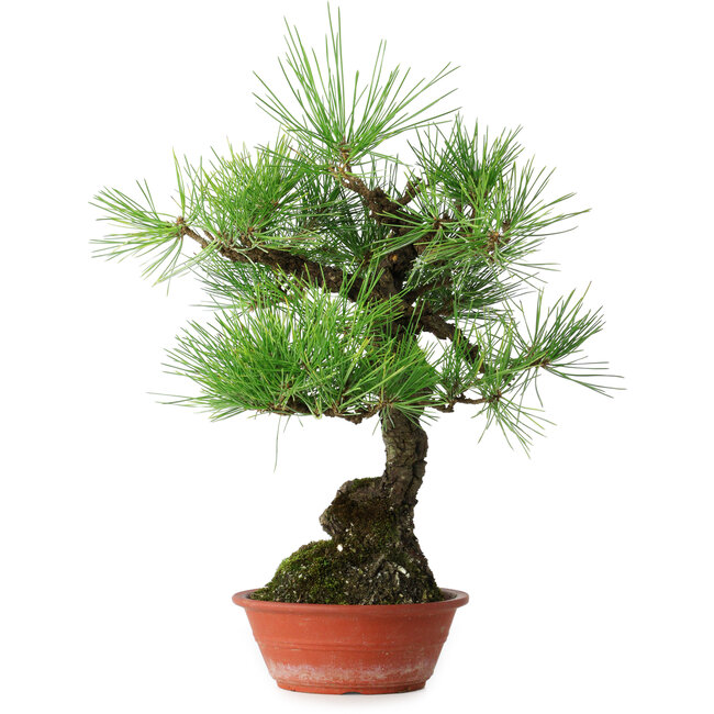 Pinus thunbergii, 46 cm, ± 15 jaar oud