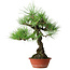 Pinus thunbergii, 46 cm, ± 15 Jahre alt