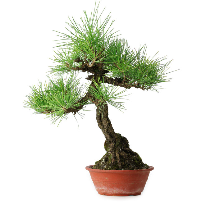 Pinus thunbergii, 46 cm, ± 15 years old