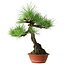 Pinus thunbergii, 46 cm, ± 15 years old