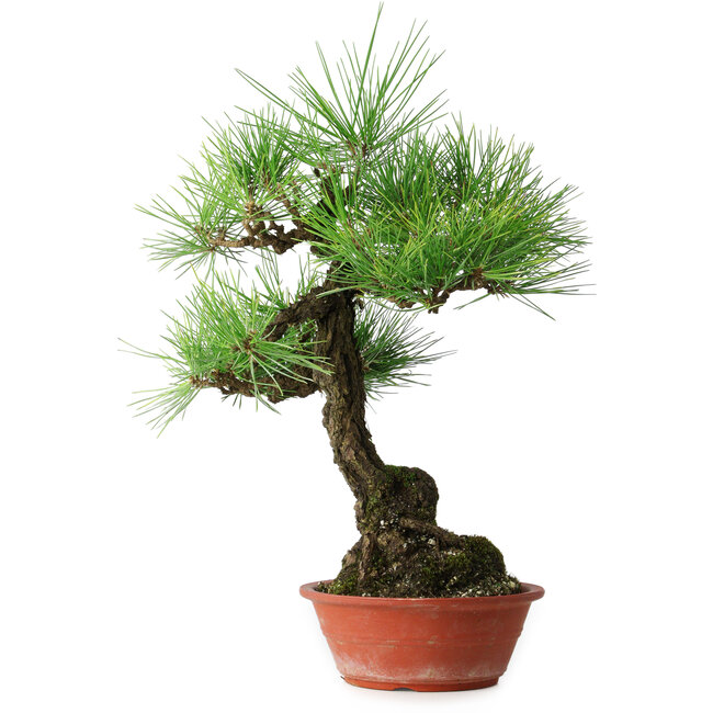 Pinus thunbergii, 46 cm, ± 15 years old