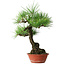 Pinus thunbergii, 46 cm, ± 15 anni