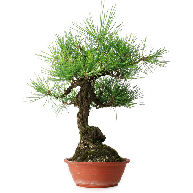 Pinus thunbergii, 46 cm, ± 15 jaar oud