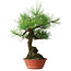 Pinus thunbergii, 46 cm, ± 15 jaar oud