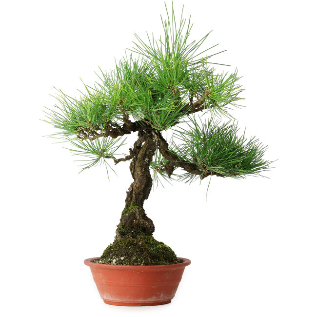 Pinus thunbergii, 46 cm, ± 15 anni
