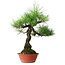 Pinus thunbergii, 46 cm, ± 15 ans