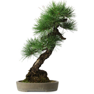 Pinus thunbergii, 56 cm, ± 25 jaar oud