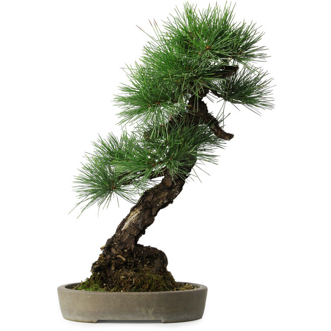 Pinus thunbergii, 56 cm, ± 25 años