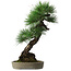 Pinus thunbergii, 56 cm, ± 25 anni