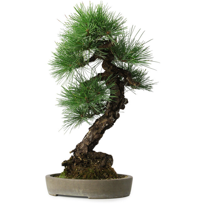 Pinus thunbergii, 56 cm, ± 25 ans