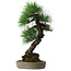 Pinus thunbergii, 56 cm, ± 25 Jahre alt