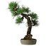 Pinus thunbergii, 56 cm, ± 25 years old