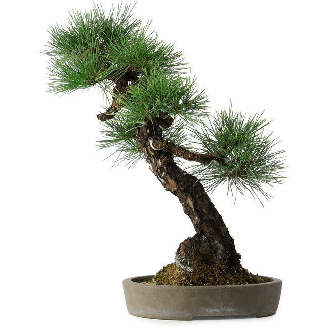 Pinus thunbergii, 56 cm, ± 25 jaar oud