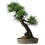 Pinus thunbergii, 56 cm, ± 25 years old