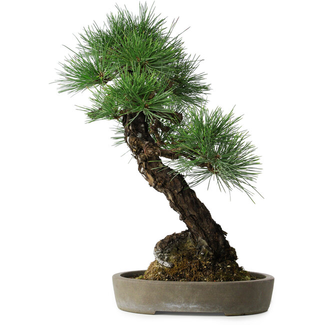 Pinus thunbergii, 56 cm, ± 25 ans