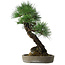 Pinus thunbergii, 56 cm, ± 25 ans