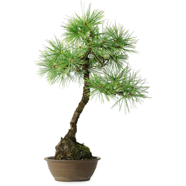 Pinus thunbergii, 54 cm, ± 15 jaar oud