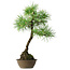 Pinus thunbergii, 54 cm, ± 15 jaar oud