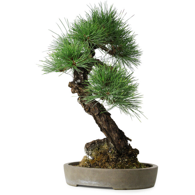 Pinus thunbergii, 56 cm, ± 25 ans