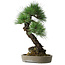 Pinus thunbergii, 56 cm, ± 25 anni