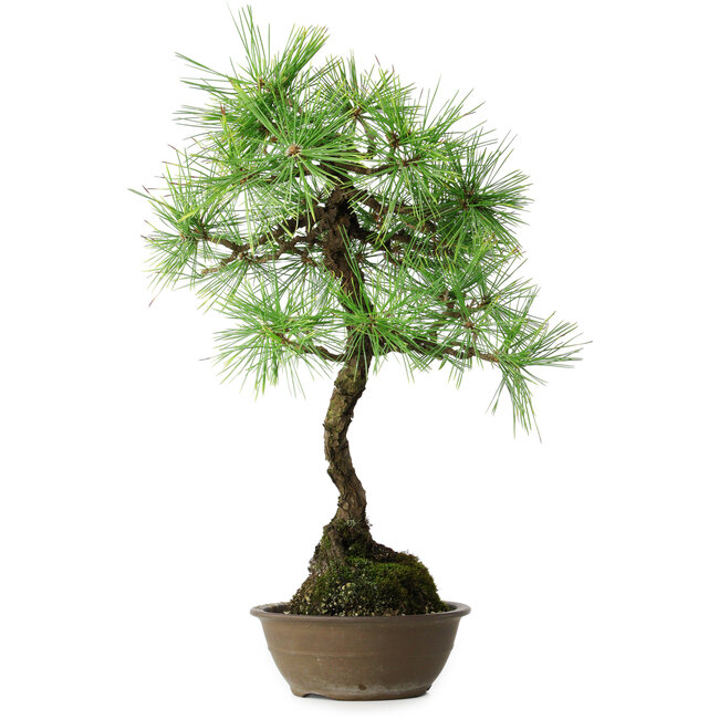 Pinus thunbergii, 54 cm, ± 15 anni