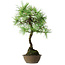 Pinus thunbergii, 54 cm, ± 15 years old
