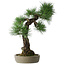Pinus thunbergii, 56 cm, ± 25 años