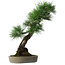 Pinus thunbergii, 56 cm, ± 25 years old