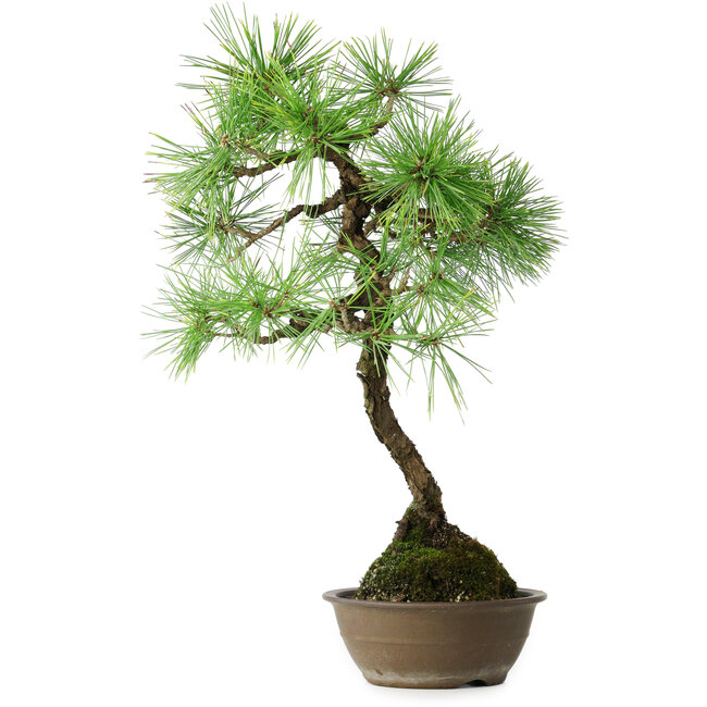 Pinus thunbergii, 54 cm, ± 15 anni