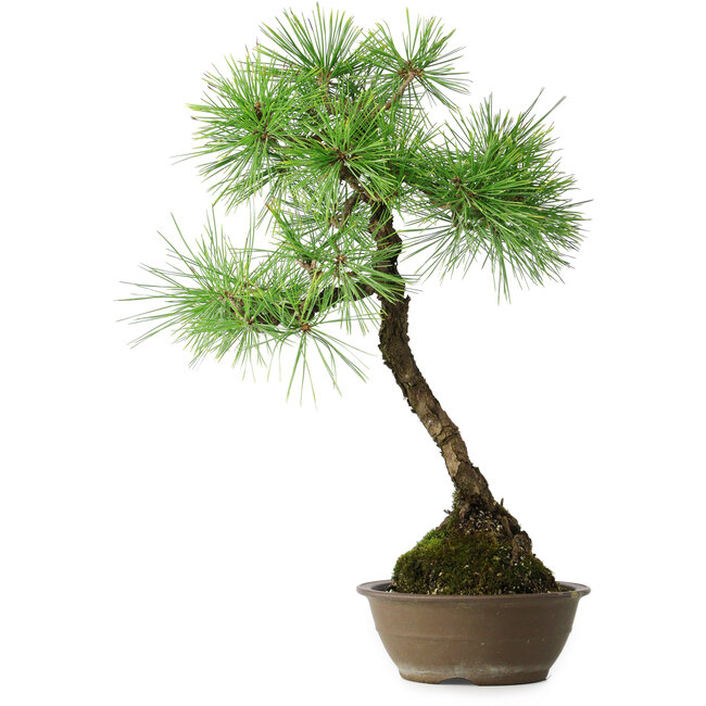 Pinus thunbergii, 54 cm, ± 15 years old