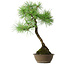 Pinus thunbergii, 54 cm, ± 15 jaar oud