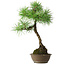 Pinus thunbergii, 54 cm, ± 15 ans