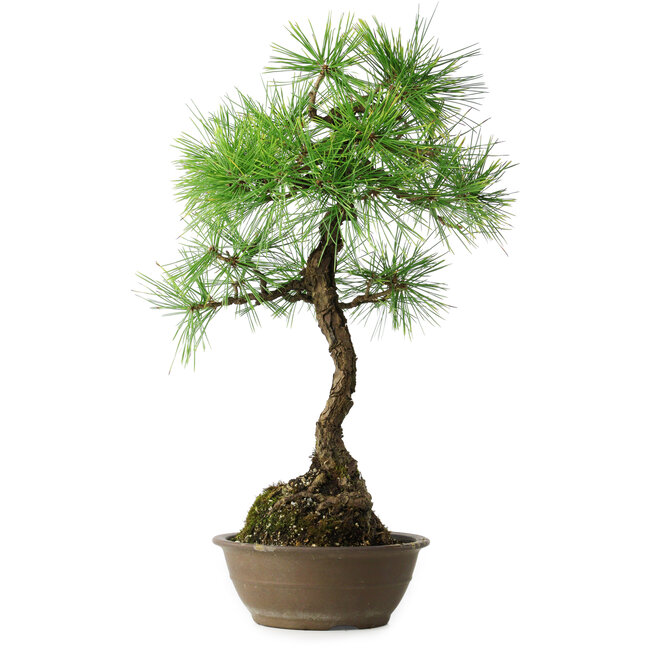Pinus thunbergii, 54 cm, ± 15 Jahre alt