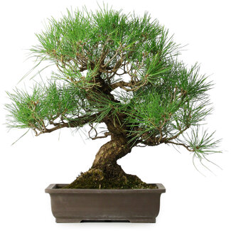 Pinus thunbergii, 47 cm, ± 20 jaar oud