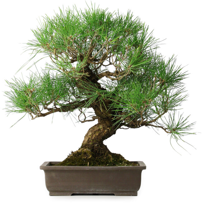 Pinus thunbergii, 47 cm, ± 20 jaar oud