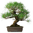 Pinus thunbergii, 47 cm, ± 20 jaar oud