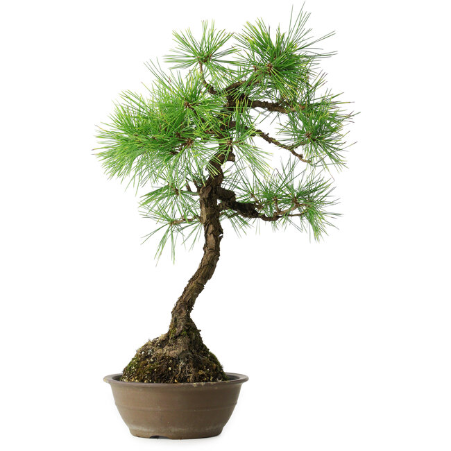 Pinus thunbergii, 54 cm, ± 15 jaar oud