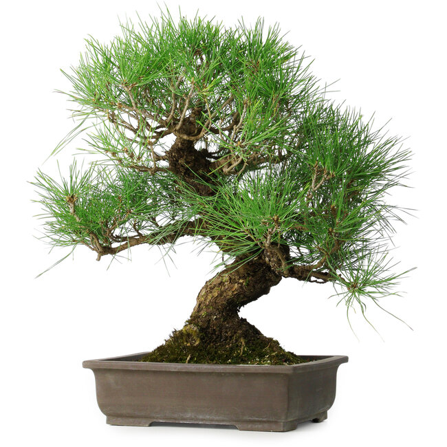 Pinus thunbergii, 47 cm, ± 20 years old