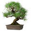 Pinus thunbergii, 47 cm, ± 20 anni
