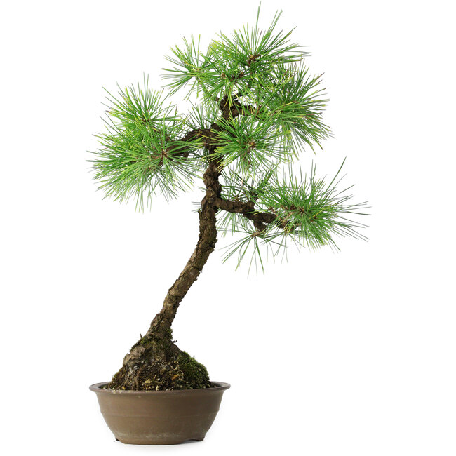 Pinus thunbergii, 54 cm, ± 15 anni
