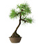 Pinus thunbergii, 54 cm, ± 15 Jahre alt