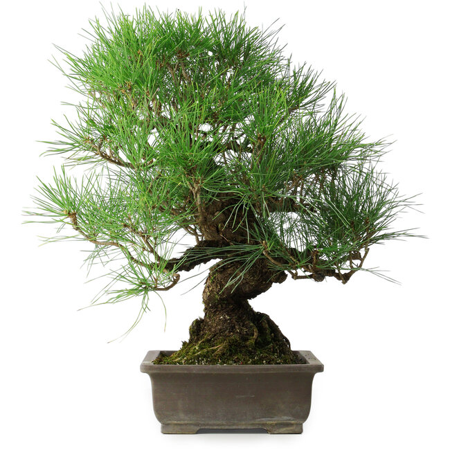 Pinus thunbergii, 47 cm, ± 20 years old