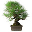 Pinus thunbergii, 47 cm, ± 20 anni