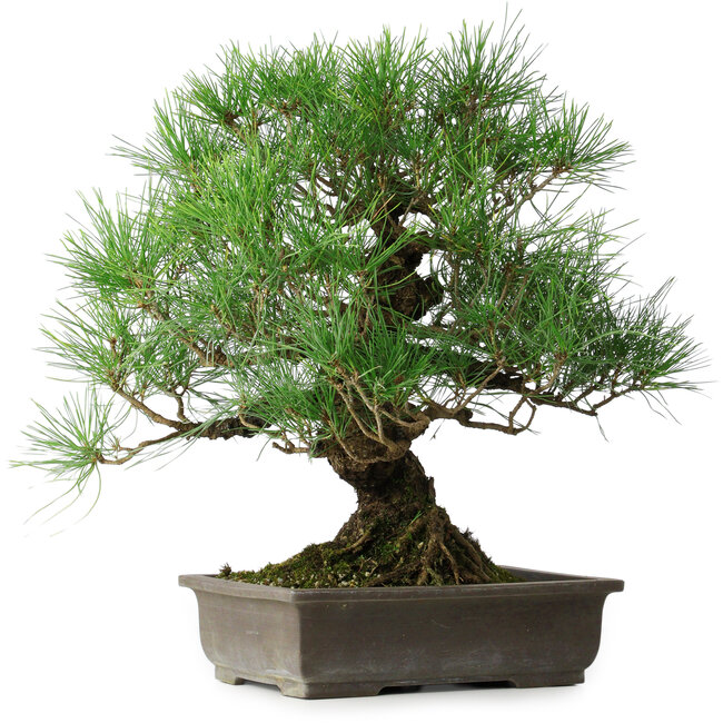 Pinus thunbergii, 47 cm, ± 20 jaar oud
