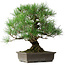 Pinus thunbergii, 47 cm, ± 20 jaar oud